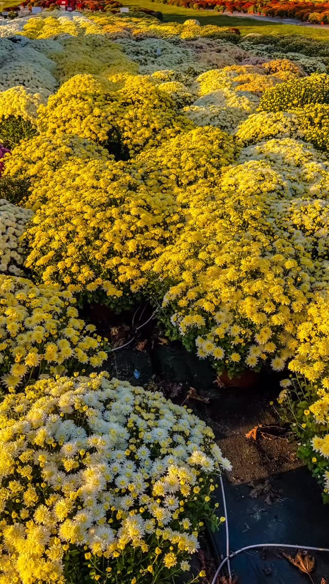 Do we have mums left? Watch and see… 🏵️
⏰ Thursday-Sunday I 10am-5pm
📍 16727 Airport Rd, Clinton