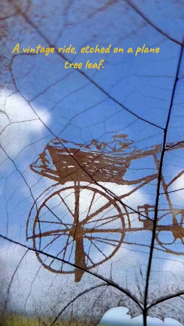 A vintage bike, gliding along nature‘s lines.🚲🚲🚲🚲🍁🍂🍃🍂🍃🍂#bikelover #leafart#handmadegifts #uniquegiftideas #garden