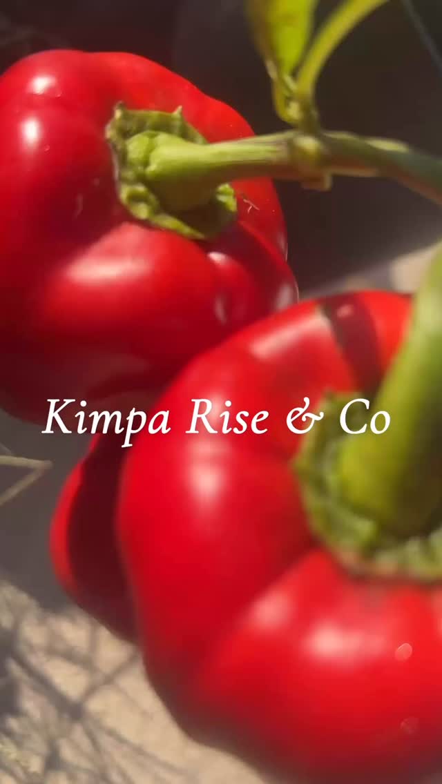 From seed to flame 🌱🔥💫 Another blessing from the Kimpa Rise & Co garden 🤸🏾 “A reminder that GROWTH comes in many colors and flavors.” #kimpariseandco #greenthumb #moretocome #LikeFollowShare
