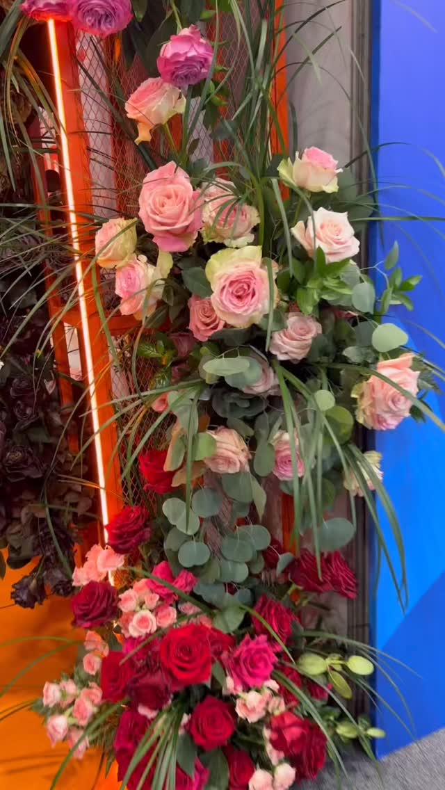 🌹✨ Naranjo Roses at Proflora!
Step into a world of elegance, color, and innovation. From their farm to the world, we’re here to share the beauty and passion behind every rose. 🌍❤️
Come experience the magic of Naranjo Roses — where tradition meets excellence.
🎥🌹 Live from Proflora – let the roses speak for themselves.
#NaranjoRoses #Proflora2025 #TheArtOfRoses #ecuadorianflowers #LuxuryBlooms #ecuadorysusflores