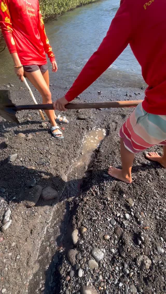 As you watch this video, take a moment to see the little boy with the braid, rainbow-striped shorts, and red rashguard.
He had a vision — to reconnect the muliwai(river) so that the water could flow once again to the ocean. He began with his bare hands until they blistered… and that act of courage sparked a ripple effect. One by one, our Pono Outdoor Program ʻohana and even visiting strangers joined in — keiki, parents, and kūpuna — all coming together with shovels, hands, and heart to restore life to this waterway.
This wasn’t about ego, pride, or recognition.
This was about character.
About integrity, humility, perseverance, and love for ʻāina.
Yes, this is my son — one of the reasons I created Pono Outdoor Program: to nurture our future leaders, ignite their inner fire for change, and guide their education through the most natural classroom there is — nature herself.
He is sore, but motivated.
Tired, but fulfilled.
And through this experience, he’s learning what true leadership looks like — serving the land, the water, and the people.
🌊💧 When water flows, life grows. 💧🌊
Let’s raise righteous keiki who move mountains and restore rivers — with their hearts leading the way.
Disclaimer:
This restoration was inspired by the impacts of water diversion in East Maui, where drought and blocked waterways have become far too common. Our keiki are learning — this is not normal.
Together, we can restore balance.
#PonoOutdoorProgram #WaterIsLife #AlohaAina #FutureLeaders #Maui #AuwaiRestoration #KeikiPower #Community #PomaikaiAinaFarm #NatureEducation #RaiseRighteousKeiki #MalamaAina #HolisticLearning #mauihomeschoolcommunity #unschool #mauieducationalexperience