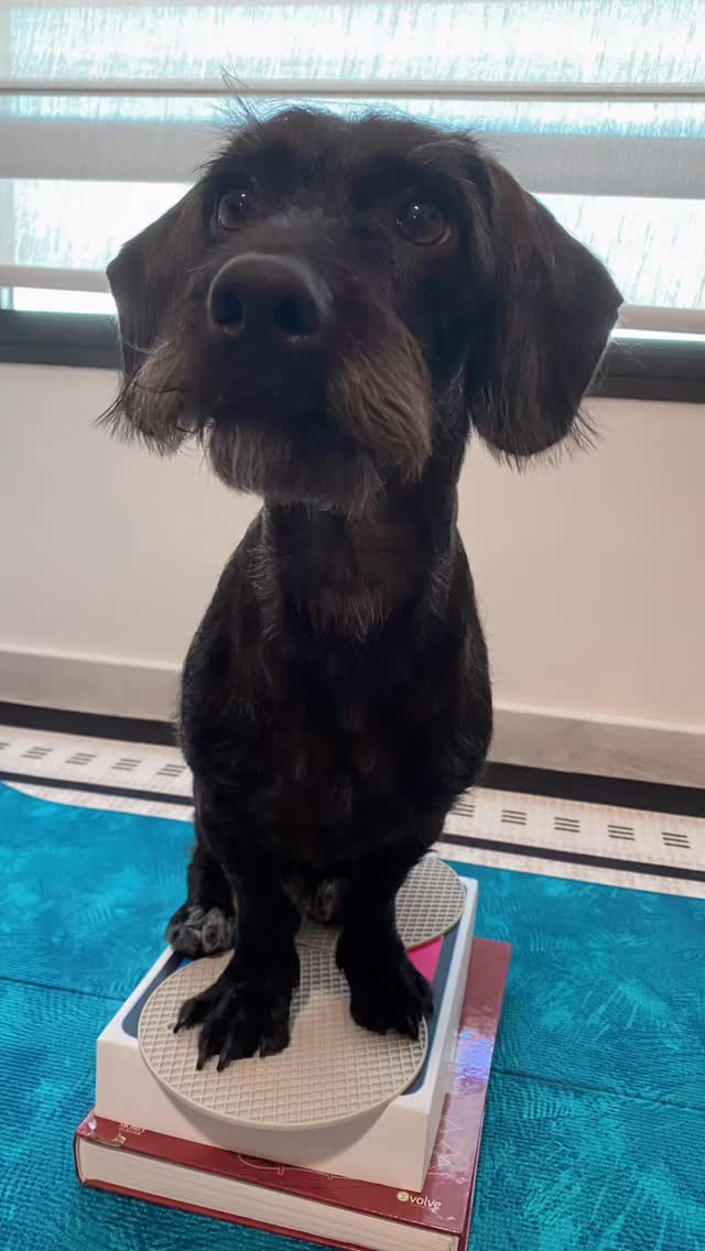 🐕🦺 Beginner Friendly Exercise #2: Dog Push-ups!
Just like we build upper body strength with push-ups, dogs can work theirs with the same exercise.
✔️ Easy: Elevated push-ups with front paws on a step (the higher the step, the easier it is)
✔️ Progress: Push-ups with front paws on the ground
🗓️ Aim for 6–8 reps, 3 sets, every other day.
⚠️ PSA: Keep reps slow and controlled.
Here’s another at-home exercise you and your dog can try while the clinic is on break.
📌 Save this to practice — next Wednesday we’ll wrap up with a balance drill.
#nimblepawspet #caninerehab #movementmatters #petwellness #dogphysio