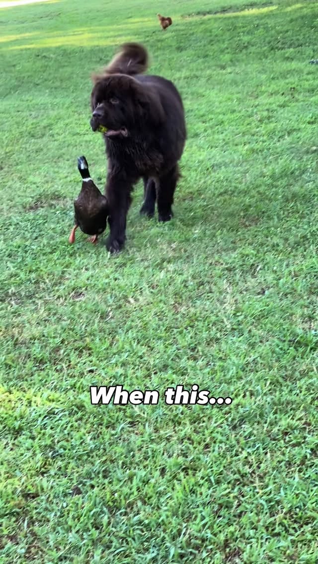 We never expected this to happen but I’m not mad about it 🥰
📚Comment BOOK for link
#dogsofinstagram #ducksofinstagram #childrensbook #dog #duck #bestfriends