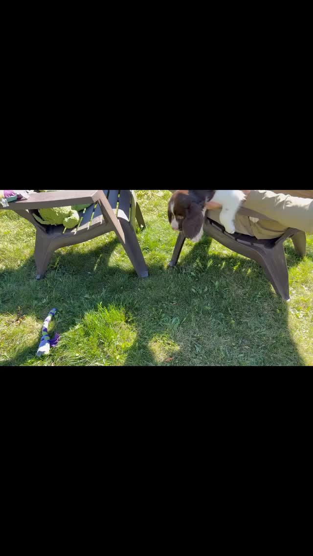 Betty x Chance puppies playing outside. Little hooligans 😂😂