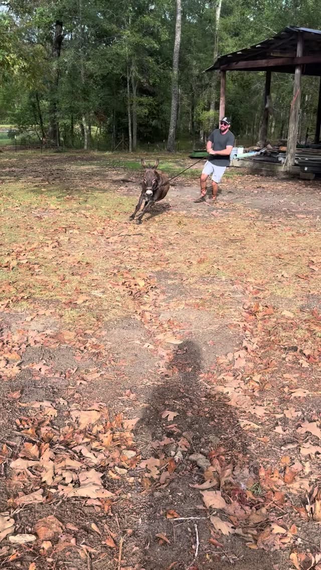 Well at least mark got a workout 🤭
#ranchlife #minidonkey #donkeylife #funnydonkey #funnydonkeyvideos #donkeylove #farmlife