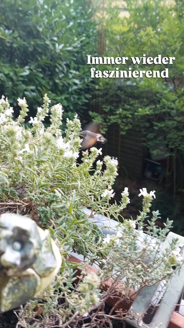 Was für eine freudige Entdeckung heute morgen.😍
Das Taubenschwänzchrn ist ganz gierig unterwegs.
Bergbohnenkraut, Katzenminze & Bergquendel.... keine Blüte wird ausgelassen.
Naturerlebnisse kannst du pflanzen!
Bergrüne deinen Balkon oder Fensterbank!
Sie dienen der Natur als Trittsteinbiotop!
Und bringen dir Freude und Schönheit.
#fensterbankgarten #aufmeinembalkon #wienstergram #wienerwildnis #wienerbalkongarten #taubenschwänzchen #schmetterlinge #trittsteinbiotope #ottakring #staudenbalkon #Naturerlebnisse
#blumenbalkon #schmetterlingsbalkon #verenas_pflanzentanz #pflanzentanzen #garteninwien