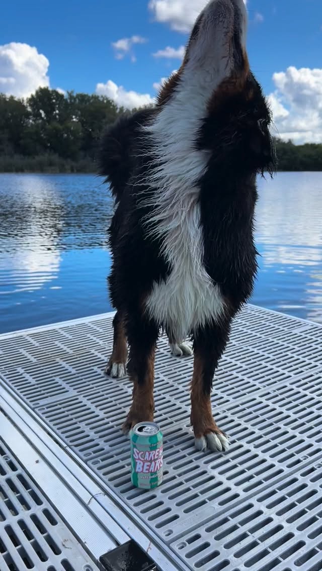 Enjoying a late season swim and a beer from our friends at @tavour! 💦
Tavour sent us a box of beers from breweries all over the country, and the Scare Bears Watermelon Sour from @martinhousebrewing in Fort Worth felt just right to drink while watching our bears paddle around! Tavour sent us some wild beers in this box, including a fruity cereal sour from @streetsidebrewery and a cotton candy beer from @sourslushybrews. Cheers to trying something new! 🍻