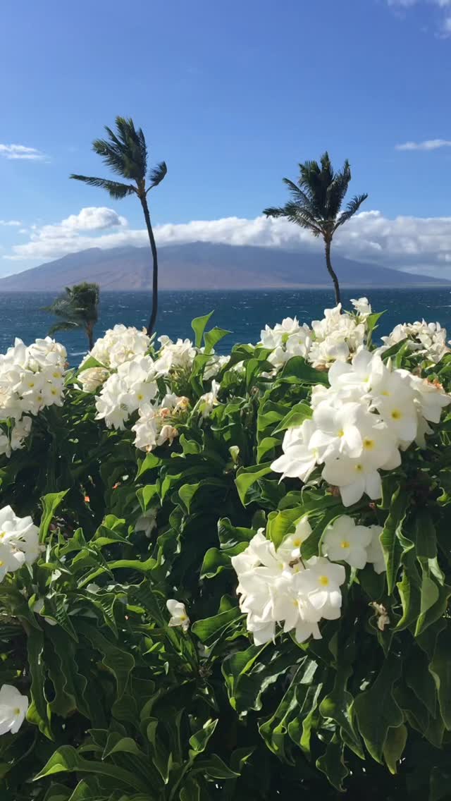 #wonderfulplaces#explore#photography#travel#adventure#resort#beautiful#lifestyle#relax#luxurylifestyle#nature#flowers#view#vacation#photo#beauty#photographer#ocean#volcano#nature#diamondhead#island#resort#maui#hawaii#mountains#wild#tropical#paradise#fourseasons#islands