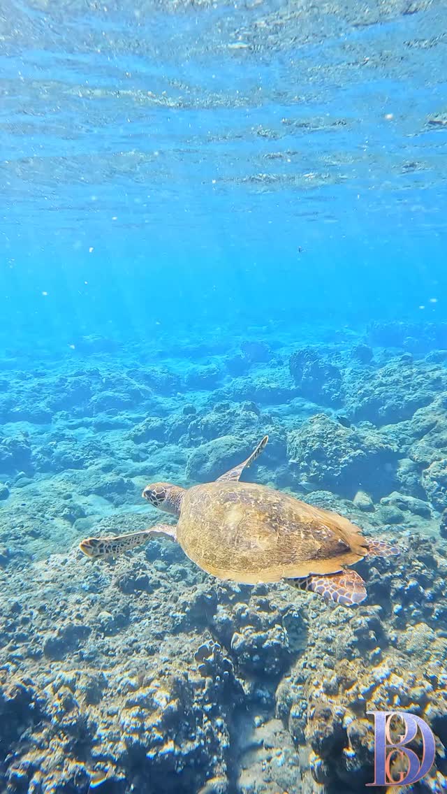 Across the seas, we carried more than ourselves — we carried flavors.
Patties, rice & peas, sorrel, mutton, ackee & saltfish… more than just food, they are memories, heritage, and resilience.
At BrumGyalieGyalDem, we celebrate that same legacy — not just seen, but making the scene. ✨”
#BlackHistoryMonth #CaribbeanHeritage #BGGD #BrumGyalieGyalDem #BlackHistoryMonthUK