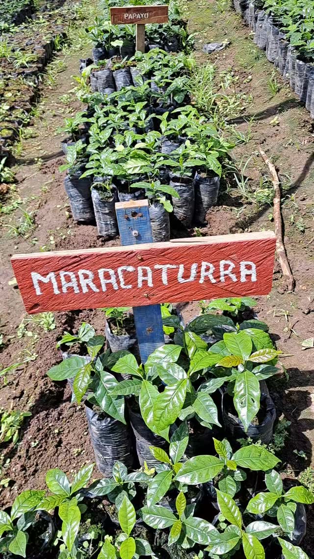 🌱 We grow lots of fun varieties on Finca Idealista to gift to farmers in our group so they can produce exquisite specialty coffees for roasters worldwide. Our goal is to fight poverty through coffee quality.
🤝 If you’re a roaster anywhere seeking a long-term business relationship with those who farm your beans, reach out!
🔗 Click the link in our bio or DM our farming group. We ship almost anywhere on pallets.
#greencoffee #specialtycoffee #nicaragua #naturalprocess #honeyprocess #thirdwavecoffee #anaerobiccoffee #pacamara #directtrade #directtradecoffee #woc #coffeeprocessing #sustainablecoffee #biodynamiccoffee #coffeeroaster #coffeesorting #coffeeroasting #coffeefarm #sampleroasting #goldmtncoffee #besocialbegold #coffeefermentation #carbonicmacerationcoffee #nicaraguancoffee #worldofcoffee #yellowpacamara #yeastcoffee