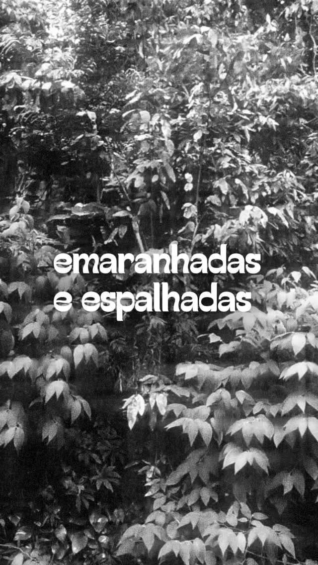 compostar mundos, fazer com plantas e fungos 〰️ 𝐄𝐦𝐚𝐫𝐚𝐧𝐡𝐚𝐝𝐚𝐬 𝐞 𝐄𝐬𝐩𝐚𝐥𝐡𝐚𝐝𝐚𝐬 〰️ um ciclo, quatro sessões online, entre 21 de outubro e 11 de novembro, um convite para pensar com textos e imagens.
entre leituras de fragmentos de textos e de referências visuais andaremos por:
1. queerizar a botânica, como amar um cogumelo
2. o que é uma árvore?
3. a palavra para mundo ainda é floresta
4. designs miceliais, ou como é ser um fungo?
📍Entre 21 de outubro e 11 de novembro / Terças-feiras, entre 19h e 21h30
📝 + infos e inscrições: humusidades@gmail.com
O ciclo é o primeiro movimento da parceria entre a revista Miolo da EBA/UFBA, o programa de estudos independentes em humusidades, o Laboratório de Design e Antropologia da ESDI/UERJ, e resultará no próximo volume da revista em 2026.