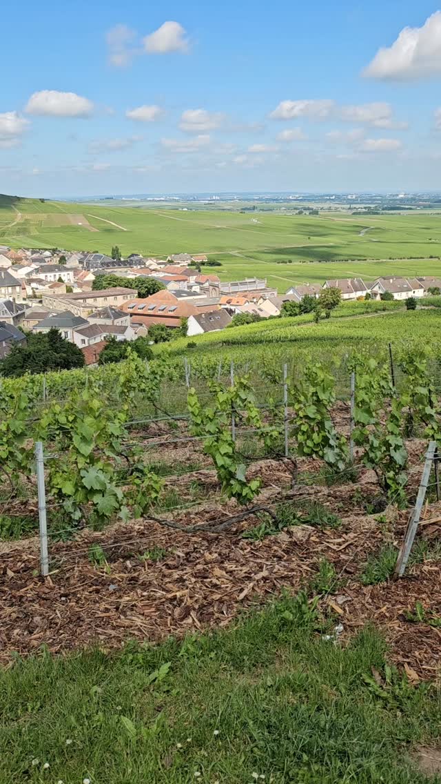 Discover the Champagne landscapes and its architecture
#champagne #champagnelover #luxurylifestyle #champagnelovers #champagnelife #champagneaddict #champagnesecret #champagnemoment #luxurystay #privatetours #privatechampagnetours #gastronomy #champagneluxurytrip