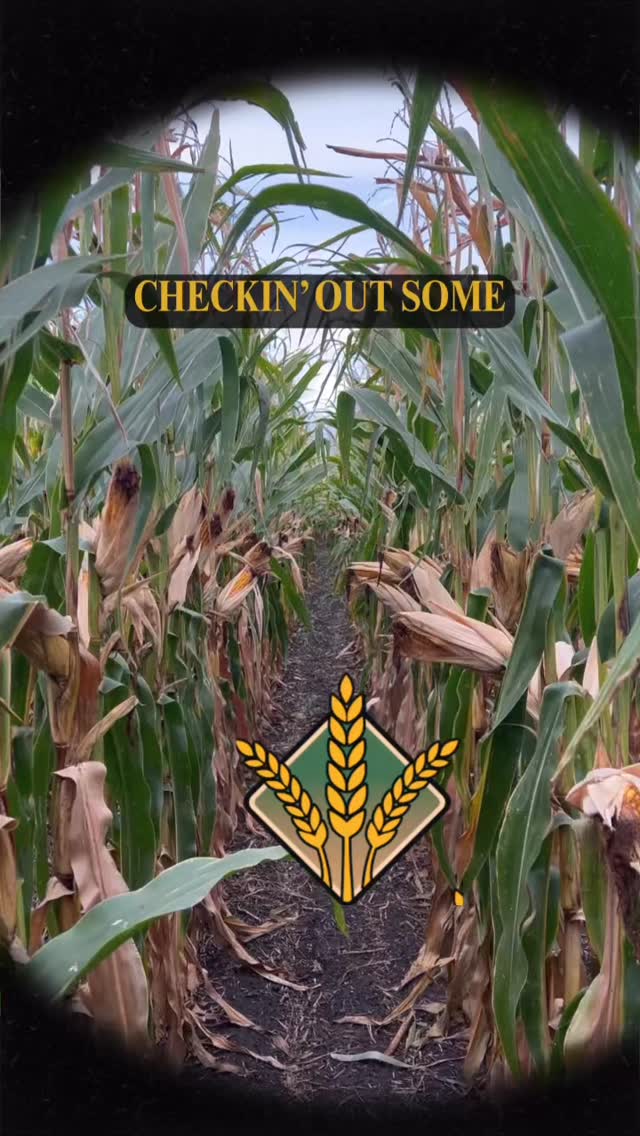 Playing in the corn fields & the Thunder varieties are looking A-Maize-ing!!! 🌽