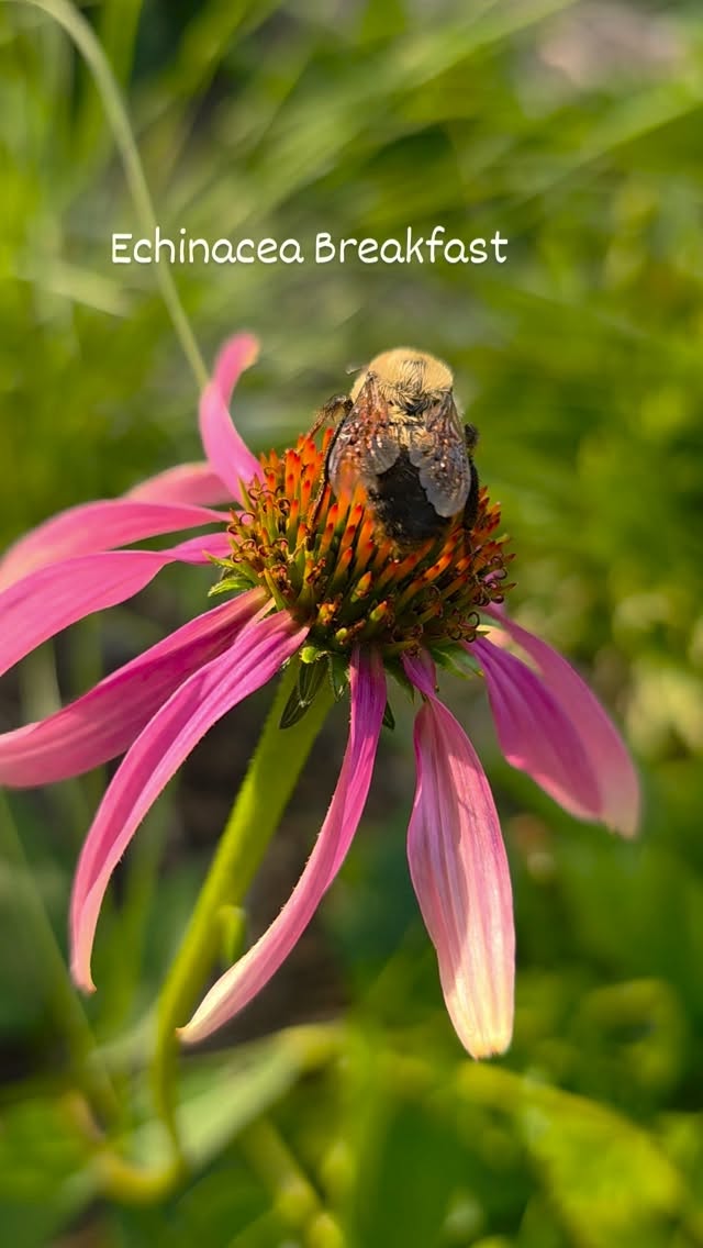 Bumblebee enjoying an Echinacea breakfast in the Meditation Garden
#tamaracklandscapedesign
#pollinatorgardens
#feedthebees