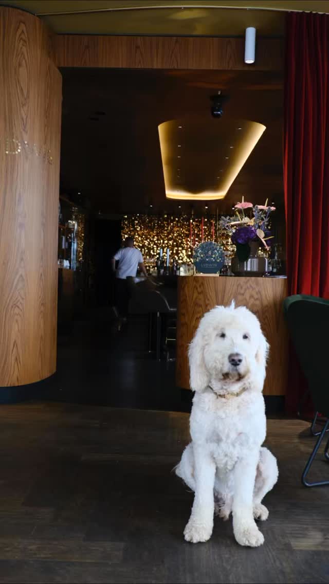 Cocktails. Stimmung. Wochenende.🤩🖤
Die Lvdwig Bar im @hotelbeethovenwien ist dein Startpunkt für alles, was Spaß macht. Komm vorbei und fühl die Vibes! 🫶🏼🍸
