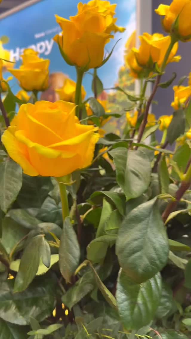 @deruiterinnovations Winner of the 1st and 3rth prize for their amazing varieties Arctic White and Melón X-pression at Proflora
#ecuadorysusflores #thebestroses #thebestroses #deruiter #proflora