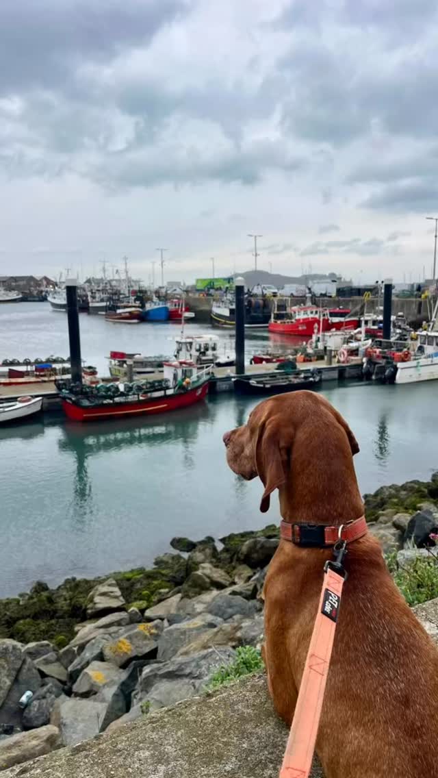 The best guide in the business Loki 🐕🐾🥇Keeping an eye out and making sure everyone is safe. Thanks Close Brothers Commercial Finance for joining us again for another Howth Adventure.
#vizsla