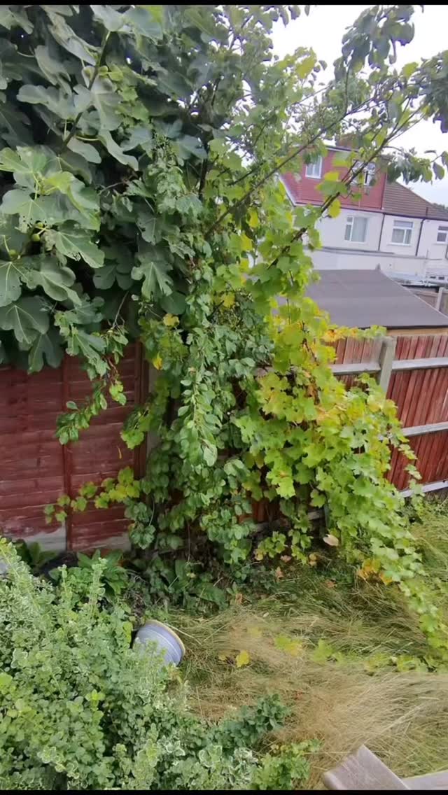POV: You’re taking on an overgrown jungle of a garden! 🌿 Watch me hack through the tall grass and brambles and clear it all out—no glamour, just the real deal! 🌱✂️ #GardenMakeover #GardenTransformation #BeforeAndAfter #Gardening #OvergrownGarden #DIYGarden #Satisfying #GreenThumb #OutdoorProjects