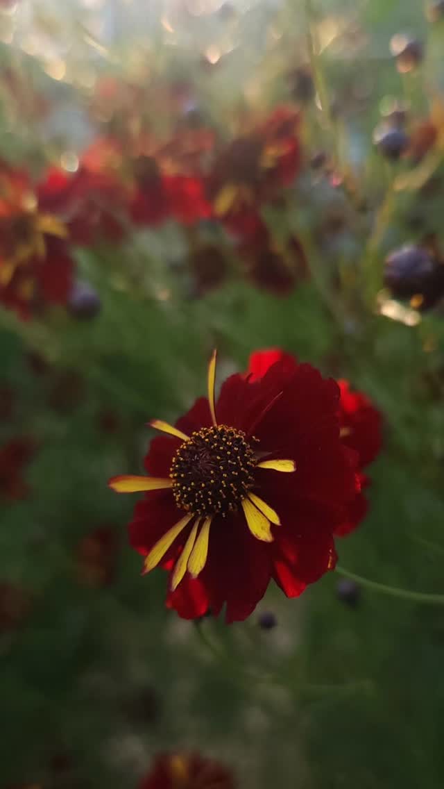 Been hiding - might be a while. The garden is hanging on and I'm here for it 💝