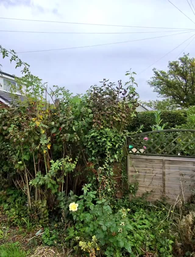 POV: Two of us took on a garden that had been left to run wild… 4 hours later , Hard graft, big changes, and a whole new space! #GardenMakeover #Transformation #BeforeAndAfter #OvergrownGarden #TeamWork