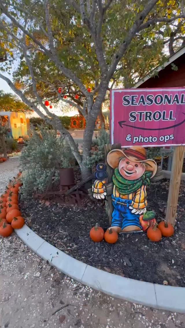 This weekend’s views 🧡🎃
.
.
#sanantonio #pumpkinpatch #fallevents
