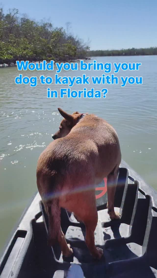 Would you bring your dog to kayak with you in Florida?
📍 Big Hickory Island, Bonita Springs
#BonitaSprings #floridalife #kayakflorida #travel #swfl #southwestflorida #iheartswfl
