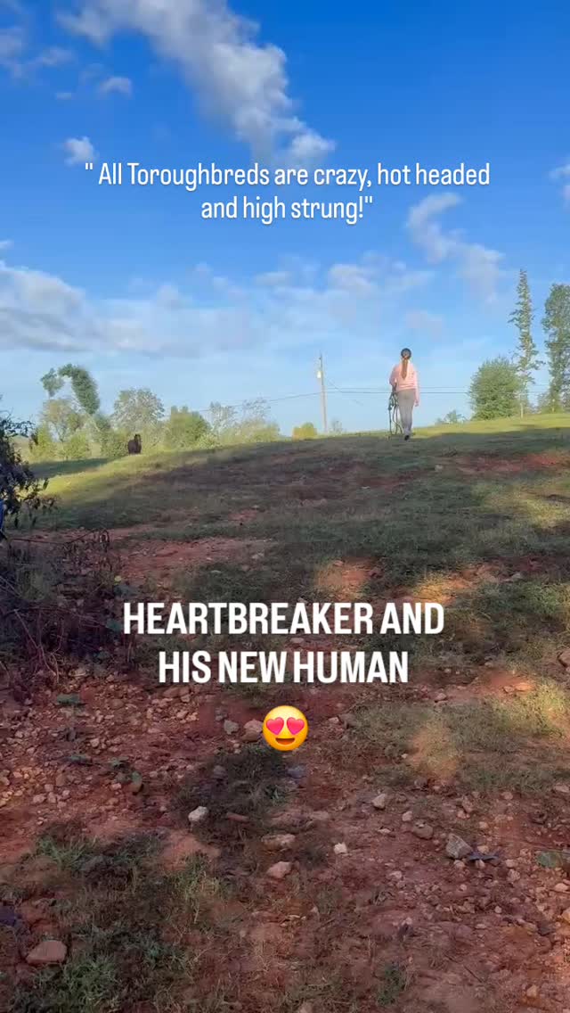 A heart-warming post to start your weekend. Heartbreaker has found a new home and a sweet young lady to love. He is living in Georgia at a family-run lesson barn and will begin training in combined tests and eventing. Thank you new owner Amanda and @secondstride! (Oops! We do know how to spell THOROUGHBRED 🤪)
