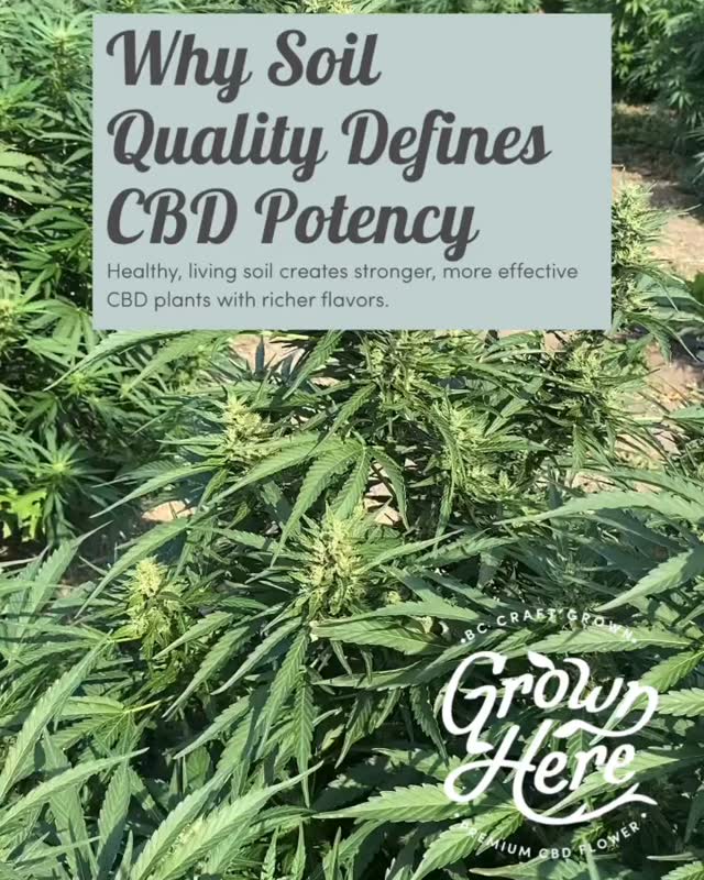 Top 5 Benefits of Organic, Regenerative Farming for CBD Quality:
1. Richer Soil = Richer Plants: Healthy soil full of life nurtures stronger, more potent CBD plants.
2. Pure and Chemical-Free: No synthetic pesticides or fertilizers means cleaner, safer CBD.
3. Increased Potency and Flavor: Regenerative practices improve natural terpene and cannabinoid profiles.
4. Sustainable for Future Generations: Farming methods that restore the earth keep quality consistent year after year.
5. Transparency You Can Trust: Organic, regenerative farming combined with full traceability guarantees the craft-grown CBD you deserve.
At Grown Here Farms, we combine these benefits with sound therapy and hand-harvesting to deliver pure plant medicine you can feel good about.