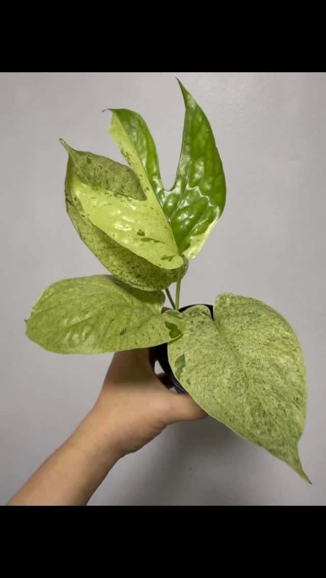 Friends i have some amazing finds coming straight from the bangcock show in thailand, stay tuned 😍
#thehenandthechick #smallbusiness #smallfarm #plants #greenhouse #plantsofinstagram #tropicalplants #rare #thailand