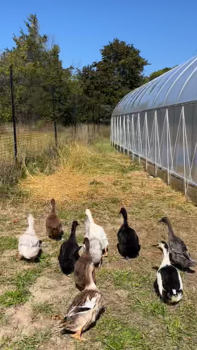 To start your weekend off right, here’s a glorious 117 seconds of duckin’ around with our Tiny Treehorn, all 10 members of our Slug Patrol, and Cat Stevens.
Also, would ya check out the inside of our brand spanking new giant 96’x30’ hoop house… it’s a beaut!
It’ll take some doing to prepare the rows of flower beds and get them ready for planting. But we did it last autumn, making the first 40 foot rows in our field (all 23 of ‘em), and we’ll do it again.
In the coming weeks, we’ll not only prepare our rows in the hoop house, we’ll turn over the rows in the field, dig up and store tubers from about 700 dahlia plants, prep a handful of rows for 100 new peonies, receive a hefty shipment of Ranunculus and Anemone corms, and build another duck pond (which we’ll fill with water from a rain catchment system and empty with a pump, using the dirty “compost tea” to water our plants).
Oh — and we’ve set a goal that before Mark leaves on a short tour with his band in early December, our library, with its built-in shelves currently left half-finished, will be completed off our living room.
Then, for a couple of weeks, maybe we’ll hibernate (except for a handful of winter markets) before lumbering out to start planting our early spring flowers in January.
Needless to say, amidst all the work, these stolen moments goofing off with our baby and ducks are so important.
Hope you’re all having a great weekend! Stop by the store and enjoy your own stolen moment with some lovely flowers and a book!
#flowerfarm
#hudsonvalley
#treehornfarm
#flowersandbooks
#upstateny
#ducks
#treehornslugpatrol
#slugpatrol
#ducksofinstagram
#bookstore