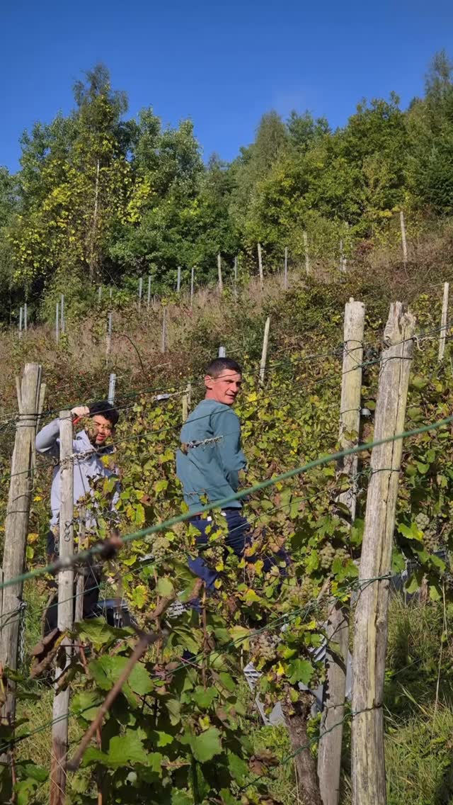 Weiter geht es mit absoluten Traum-Trauben, die auf dem Höhepunkt ihrer Reife sind. Unsere Rieslinge haben den massiven Regen der letzten Wochen sehr gut überstanden. Es ist ein Jahr, in dem biologischer Anbau seine Vorteile sehr ausspielen konnte. Der schwächere Wuchs in unseren Anlagen hat uns goldgelbe Trauben beschert.
#rinkeweine #weingutrinke #muschelkalktrifftschiefer #rinke #biolandmosel #allesaussergewöhnlich #bioland #organicviticulture #bioland_official #riesling #spätlese #rieslingwine #altereben #oldvines