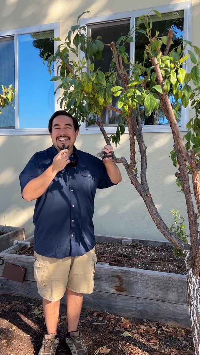 As the hot season is starting to come to a close, learn how to prune your fruit trees for height before your winter pruning with these quick tips! We’ll also be posting winter pruning tips as the weather gets cooler to help support your fruit trees in all seasons of growth! 🌱
.
.
.
#communitygarden #sangabrielvalley #monrovia #fruittreepruning #fruittreecare