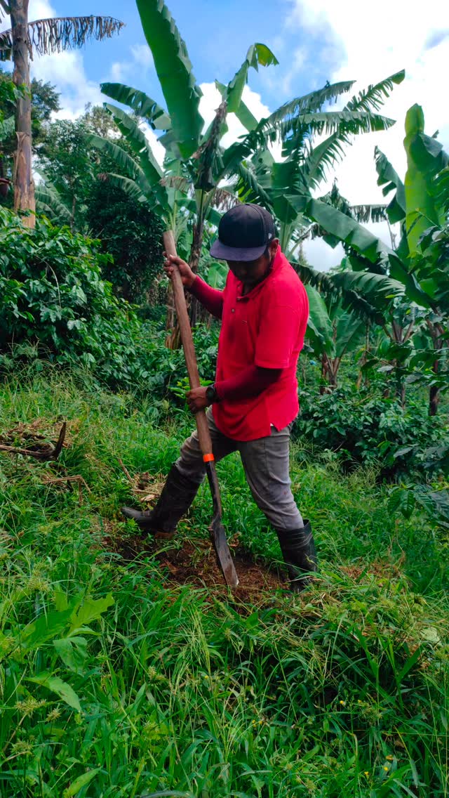 Every 15 to 27 years or so we have to renovate coffee trees, meaning take the old one out and put in a completely new plant. In seven year cycles we trim them to stumps and they grow back a few years later. We never have all plants fully producing because of their growing cycles.
🤝 If you’re a roaster seeking a long-term business relationship with those who farm your beans, reach out!
🔗 Click the link in our bio or DM our farming group. We ship almost anywhere on pallets.
#greencoffee #specialtycoffee #nicaragua #naturalprocess #honeyprocess #thirdwavecoffee #anaerobiccoffee #pacamara #directtrade #directtradecoffee #woc #coffeeprocessing #sustainablecoffee #biodynamiccoffee #coffeeroaster #coffeesorting #coffeeroasting #coffeefarm #sampleroasting #goldmtncoffee #besocialbegold #coffeefermentation #carbonicmacerationcoffee #nicaraguancoffee #worldofcoffee #yellowpacamara #yeastcoffee