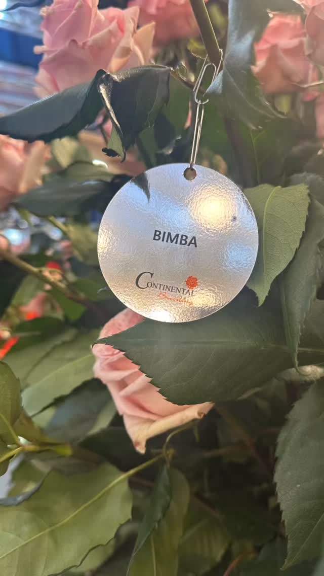 Bimba — a delicate pink rose with a shape like no other.
🌸 Big bloom. Long vase life. Pure elegance.
She’s a true delight to behold.
#BimbaRose #Continentalbreeding #FloralElegance #LongLastingBeauty #UniqueBlooms #ecuadorysusflores #theflowersofecuador #spain