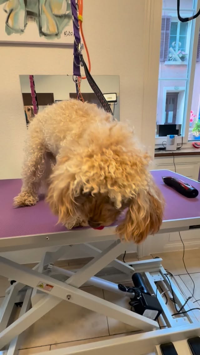 #grooming #hundesalon #luzern #grooming_luzern #hundesalonluzern #pudel #bolonka #schweiz #toypoodlelove