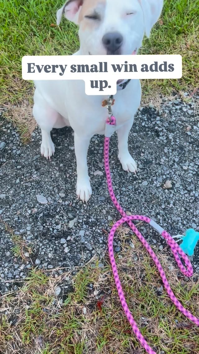 Progress isn’t loud. It’s not flashy.
It’s quiet moments where everything starts to make sense.
And when that connection clicks… the leash gets lighter, and everything just flows. ✨
#dogsofsavannah #dogtrainingtips #trainingdogs #savannahgeorgia #poolerga #savannah #richmondhillga