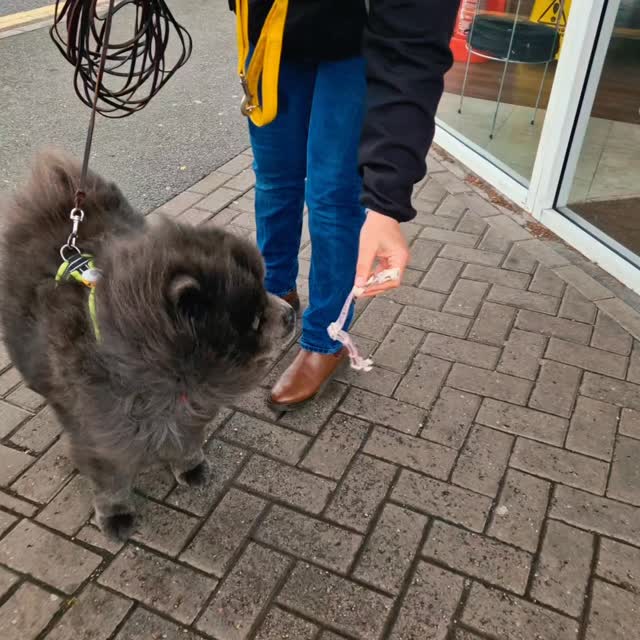 In the wake of Storm Amy, we were very much outside on a windy day! There were lots of challenges for our teams, but all were on fire today... at least until they were within touching distance of their runners, showing just how important scent is to them. With a strong wind, the dogs got so close but still needed to work to connect the scent to the hidden person. Tiring work for these teams!
Team Aphy kicked off with a lovely pet trail, taking in a tour of the indoor market and today's vinyl sale but not finding the record she wanted ploughed on to find little Pree across roads and tucked away. Lovely decisions and great trailing from Aphy continued with zoomies (my, isn't trailing fun?). The strong wind made her runner 'invisible' from her direction, so she worked hard for the last push to find her runner. Well done, Team Aphy ๐ ๐ ๐
Team Pree was super-excited today, and that translated into great, precise decision-making. Plenty of challenges for a little dog with a short nose but she was pulling strongly and on-trail to locate her 'lost' dog effectively and, despite the complexities added by the wind, her hidden person, with ease. Great work and super motivation from Team Pree today. ๐ ๐ ๐
Team Millie is always up for a challenge, but we wanted to keep it light today with the strong winds. That didn't stop Millie from making her own rules, first to find her lost dog and then her hidden person. In both cases she took her own route with confidence, despite the wind, combining air scent, ground scent, and being Millie, no doubt a bit of trainer scent to ensure her rewards were heading her way and fast! Great trails, Team Millie ๐ ๐ ๐
Super trailing today and, although windy, a lovely dry afternoon ๐
The next availability is #Sandbach on Friday 17th October if you can join us. Whether you are a first-timer or experienced trailer, come and join us for an afternoon of #mantrailing fun!
All sessions available at www.dogtrailing.co.uk/book