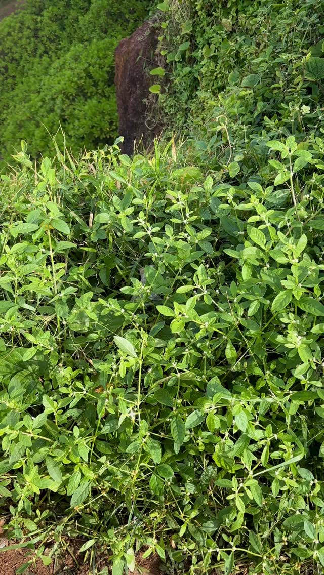 Throwback to Varkala, where the days were slow, the cliffs met the sea, and calm had a view 🌊✨
#Throwback #Varkala #VarkalaCliff #TravelDiaries #BeachVibes #CoastalLife #TravelWithMe #WanderIndia #TravelMood #SeaBreeze #SlowDays #PixelNarrativeStudio