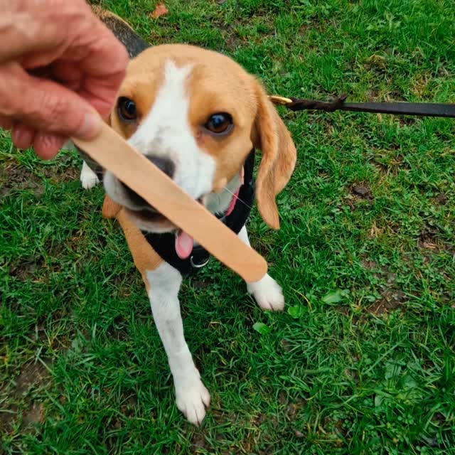 Here we go... lots of challenges today in #Congleton, not least a fair bit of wind and rain for our intrepid teams.
The wind created some extra challenges, and they all rose to the occasion with super work all around. Lots learnt as being a group of three gave us a little more time, too!
Team Audrey tackled a multi-directional start and cheeky little Audrey made light work of finding her person using both instructor scent and runner scent depending on what helped her get their quickest. We didn't make it too easy as she had to get up to her runner, up some steps, although she made that look easy too. Great work, Team Audrey ๐ ๐ ๐
Team Raven learnt so much about when the trail gets thin today. A multi-directional start and varied terrain, with lots of good decisions needed, this team are really starting to learn how best to work together. That relationship takes time and observation of behaviours but is so worth it! A great pet trail finish for this team who worked through lots of windblown scent on this trail. Well done, Team Raven ๐ ๐ ๐
Team Lily is making super-fast progress. It was lovely to see Lily stop and work things out, contemplate, and give great directional indications before setting off again. We did lots of junctions, handled with precision, for her hidden person and put in some puzzles to work out for her pet trail with difficulties added by the previous dogs' meandering, which she managed brilliantly. Well done, Team Lily ๐ ๐ ๐
Everyone will no doubt be snoozing in front of the fire this evening after a great afternoon trailing.
Check remaining October and November #mantrailing session availability at www.dogtrailing.co.uk/book