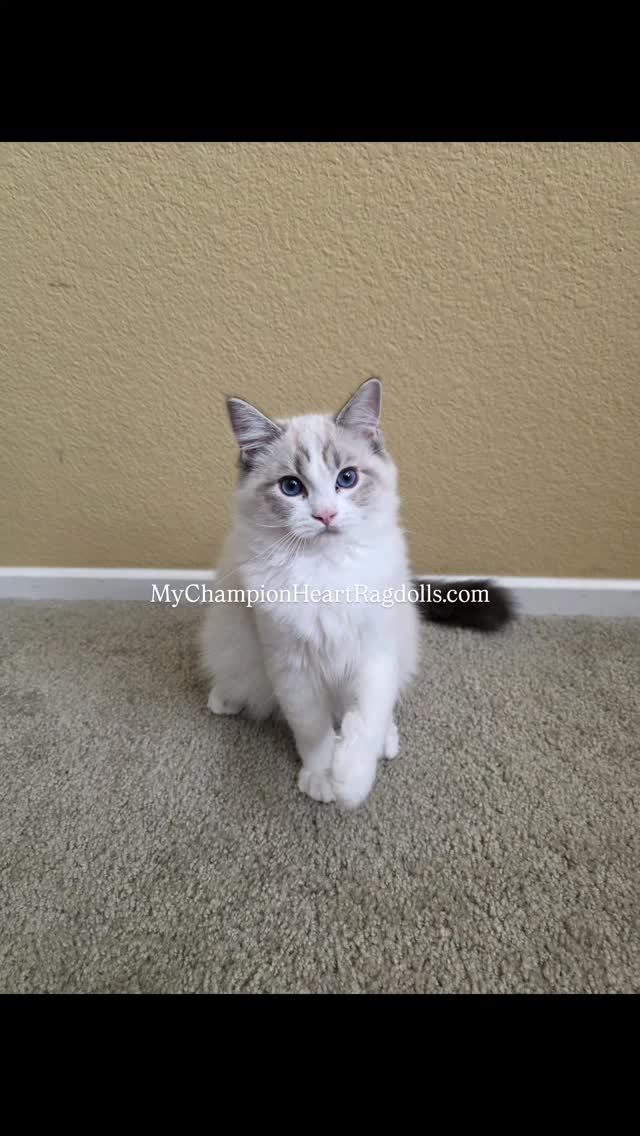 🚫No longer Available 🚫
First step, visit my website at MyChampionHeartRagdolls.com
Fill out questionnaire and email to MyChampionHeartRagdolls@gmail.com
Pet travel nanny services available through a trusted company. They have fair fees which includes everything, no additional airfare for pets. Families meet pet nanny at curbside pickup at airport. I do not profit from delivery.
FORVER PET FAMILIES:
All kittens will be spayed/neuter, no negotiations.
BREEDERS:
Breeders approved to obtain one of my kittens with breeding rights are accepted under specific contractual terms and mutual respect. Part of that respect includes honoring the customs that uphold integrity within our community. I do not approve breeders who fail to credit the source of their lines or who neglect to properly represent breeding cats obtained from other programs.
Displaying the full registered name... including the originating cattery name...on their website for any current breeding cats that were not bred by their own program is a simple yet meaningful way to show respect. It acknowledges the time, testing, and care invested in developing that line.
How a breeder chooses to present their own offspring or future generations is entirely their choice. However, giving visible credit for breeding cats that came from another cattery reflects professionalism, gratitude, and integrity... the values that sustain trust and quality within the breeding community.
#mychampionheartragdolls #TICAragdollkittens #CFAragdollkittens