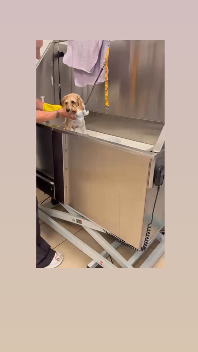 #grooming #hundesalon #grooming_luzern #pudel #toypudel