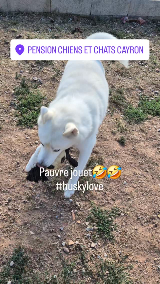 #huskylove❤️ #jeu #garderiechien #var