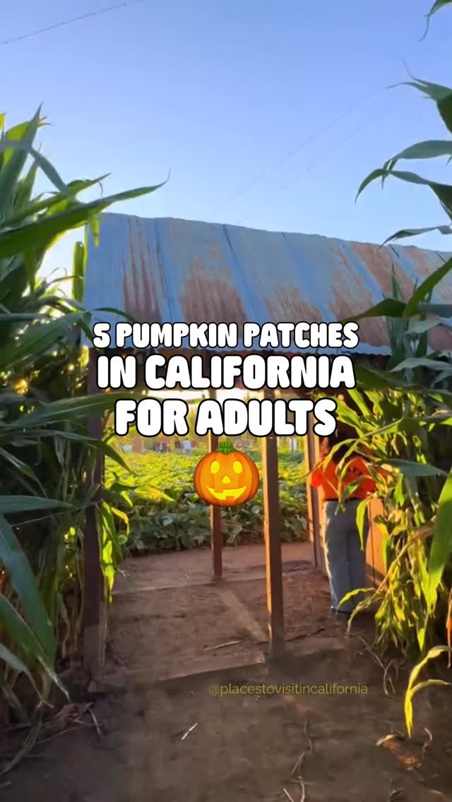 5 Pumpkin Patches for Adults 👇
Autumn isn’t just for kids! 🍁
These pumpkin patches bring cider tastings, live music, photo-worthy backdrops, and festive vibes perfect for grown-ups. Discover five California spots where fall feels elevated, playful, and just the right amount of seasonal magic. 🎃
🎃Cool Patch Pumpkins
6150 Dixon Ave
West Dixon, CA 95620
Famous for its world-record corn maze (40 acres). Must be over 18 to purchase maze tickets.
🎃Tanaka Farms
5380 3/4 University Dr
Irvine, CA 92612
They pair the pumpkin patch with art, special events, and pop-up attractions
🎃 Carlsbad Strawberry Company 1050 Cannon Rd
Carlsbad, CA 92008
They run a haunted maze especially on Friday/Saturday nights, which is a more intense, adult-oriented maze experience.
🎃 Live Oak Canyon Pumpkin Patch & Christmas Tree Farm
32335 Live Oak Canyon Rd, Redlands, CA 92373
Big farm with many attractions: rides, games, corn maze. More of a “festival” feel which adults can enjoy.
🎃 Petaluma Pumpkin Patch 450 Stony Point Road
Petaluma, CA 94952
They offer a giant corn maze with night maze hours on weekends, which is great for adults looking for a spookier or more challenging option.
✨Follow @placestovisitincalifornia for inspiration on where to travel, stay, and live!
Love roadtrips? 🚘✨ Discover California’s most breathtaking routes FREE download our Top 5 Scenic Drives in California.
🗣️Comment “Roadtrip”
Or 💌DM “Roadtrip”
Featuring: Josh Vega
.
.
.
Hashtags: #placeastovisitincalifornia #California #hellofall #pumpkinspice #october #pumpkinpatch #saturday #autumnvibes #sweaterweather #pumpkinseason #pumpkins#pumpkin🎃 #weekendfun #weekendmood #weekendvibes #fridayvibes #saturdayvibes #sundayfunday #saturdayfun #weekendmood #saturdayafternoon #saturdayshenanigans #saturdayfunday #saturdayfeels #weekendvibes #itstheweekend #saturdaymood