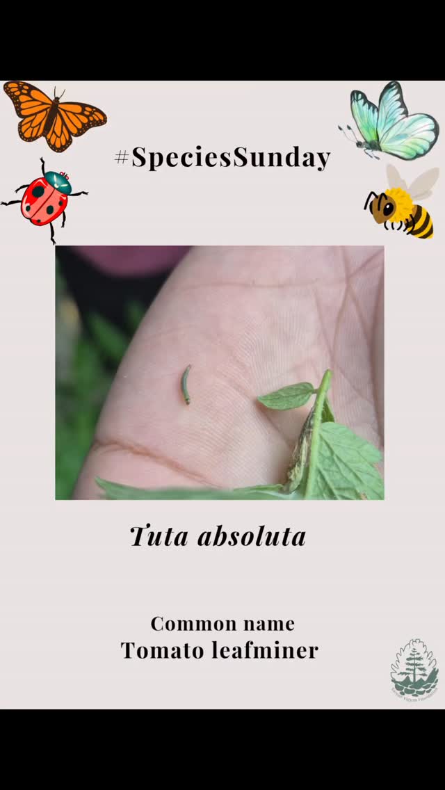 After a break, we are back with a pest Tuta absoluta which arrived from South Africa and was detected in Maharashtra on tomato plants in 2014.
.
.
Have you observed them on your area, let us know.
.
.
.
#saryanfoundation #pest #tomatominer #tutaabsoluta #invasives #speciessunday