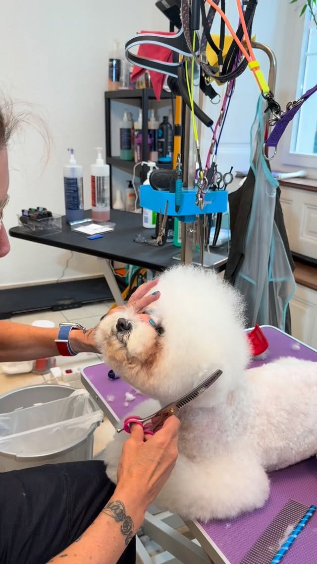 #bishonfrise #bishonfrisé #bishonfrize #grooming #hundesalon #luzern #grooming_luzern #hundesalonluzern