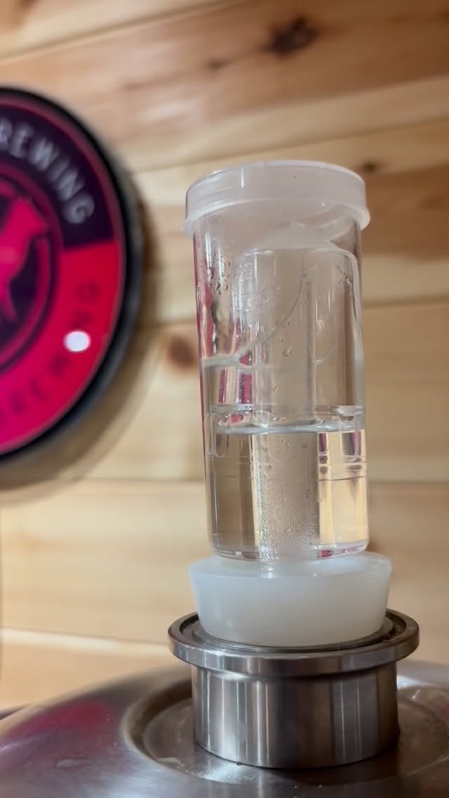 Happy yeasties 😊
#beerstagram #beer #homebrewer #homebrew #homebrewing #beerporn #craftbeer #beerlover #beertime #foxtailbrewing