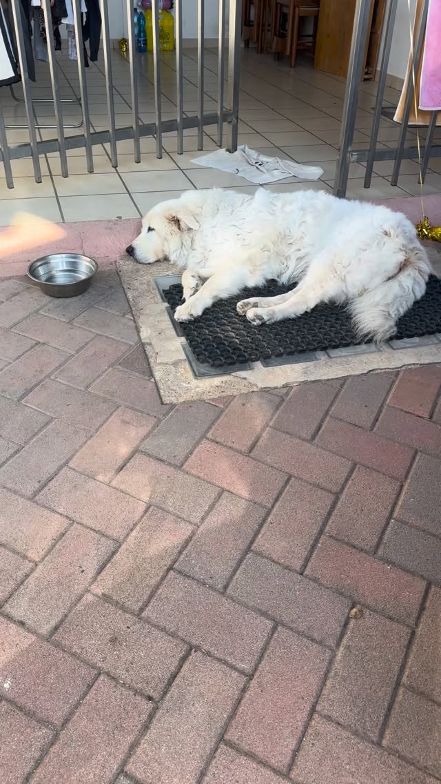 Neve… sogna anche per noi ♥️
#maremmano #maremmani #pastoremaremmano #maremmanoabruzzese #pastoremaremmanoabruzzese #lanostrafelicità #neve #sogni
