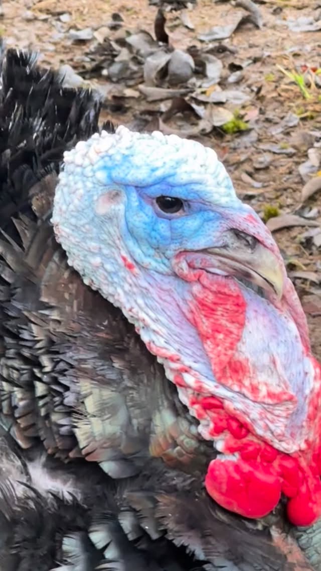 At Keating Farm in the Cowichan Valley they raise pastured Orlopp Bronze turkeys for your holiday table - fed organic grain and finished on fallen apples, pears and plums from the old orchards on this historic Island farm. Preorder now and visit these amazing farmers (they also raise pastured lamb, Mistral Gris heritage breed chicken, press organic apple juice from heritage fruit, and sell raw unprocessed honey from their hives) - or order via the online Cow-Op Farmers Market (for delivery to Zero Waste Emporium in Victoria or several locations in the Cowichan). It’s a chance to serve a truly ethically raised bird and one they describe as “yielding delicious plump caramel meat with robust flavour.” I’m giving thanks for hardworking farmers like these!
If you're looking for more information about sourcing/cooking the best local turkeys your can find on Vancouver Island, check out my latest post at TasteReport.com (link in bio) complete with recipes and links to local butchers and farmers, so you can choose the best turkey for your feast! @keatingfarmbc @cow_op #farmtotabledinner #givethanks #heritageturkeys #thanksgivingincanada #harvestseason #farmtours #eatlocal #gobblegobble🦃