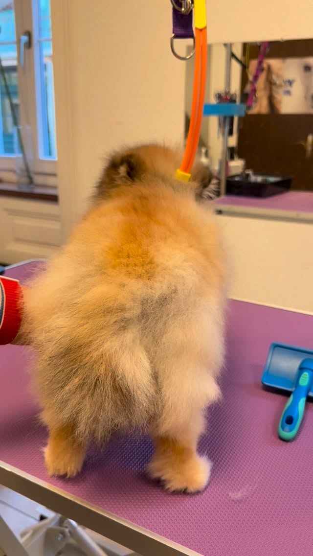 #grooming #hundesalon #luzern #hundesalonluzern #spizt #pomeranian #spitz #grooming #alopezie