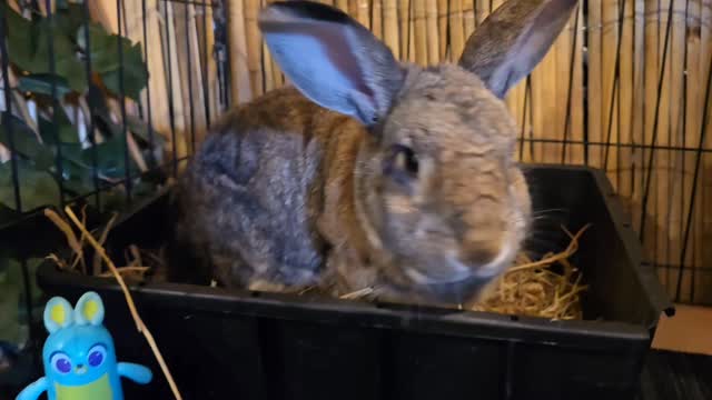 Trixie a girl from lovely Tauranga visiting the bunny hotel! ll we are so happy to have you here, thanks for choosing us 🥰🐰🐇
#thecoolbunnysitters #petsitting #bunnylovers #bunnysitting #bunny #rabbit #petcareservices #petcareservices #